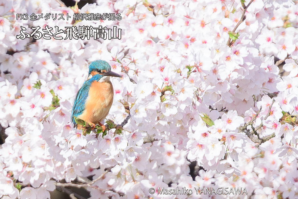 飛騨高山に棲むカワセミと満開の桜の写真です。