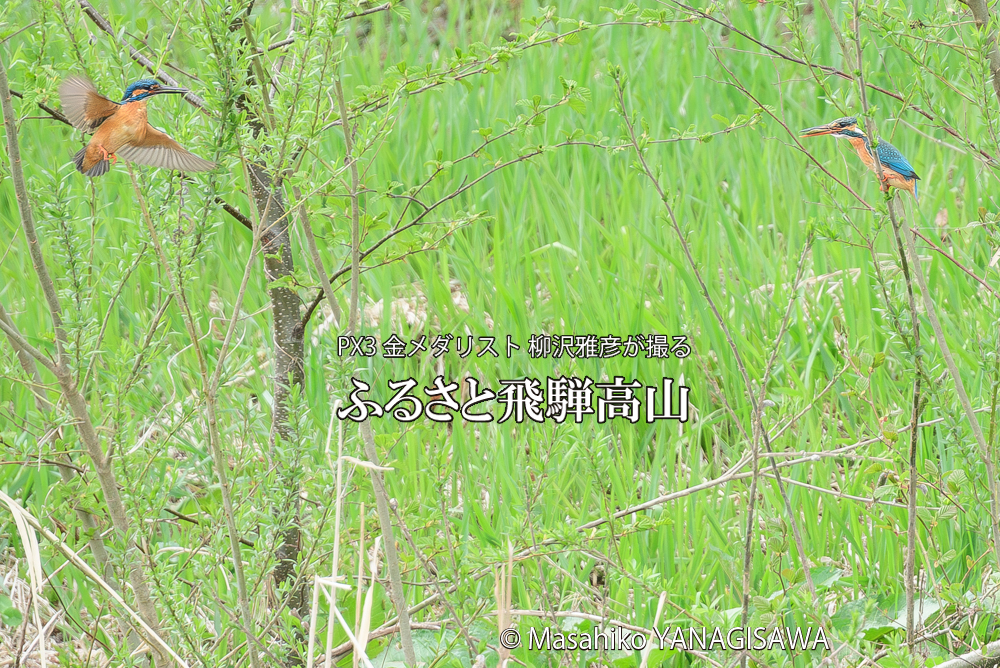 飛騨高山に棲むカワセミの写真です。