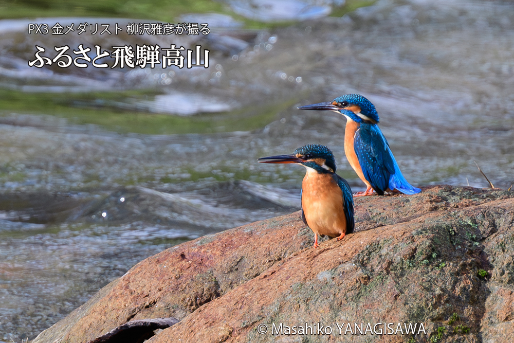 飛騨高山に棲むカワセミの写真です。