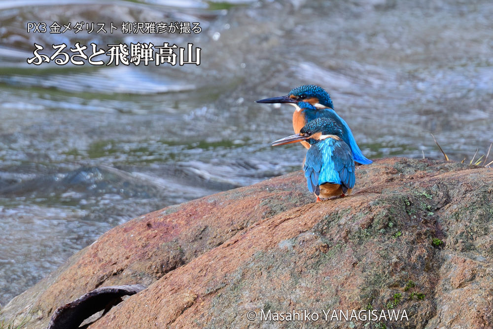 飛騨高山に棲むカワセミの写真です。