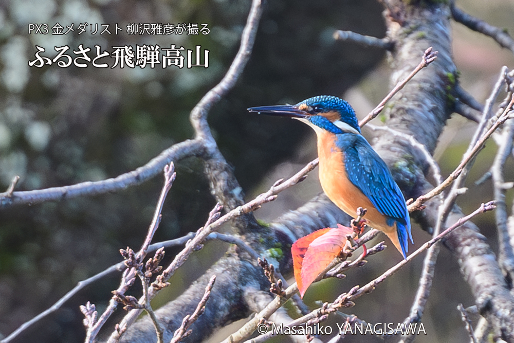 飛騨高山の紅葉とカワセミの写真です。