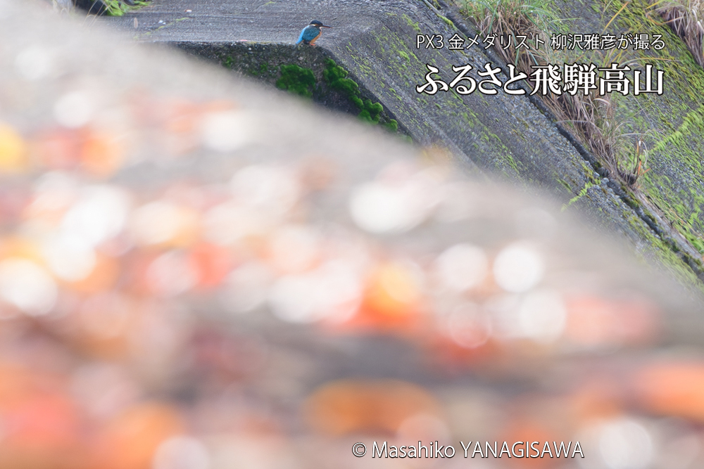 飛騨高山の紅葉とカワセミの写真です。