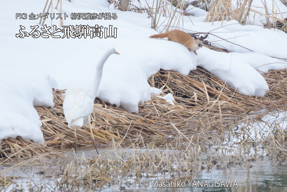 飛騨高山に棲むイタチとダイサギの写真です。