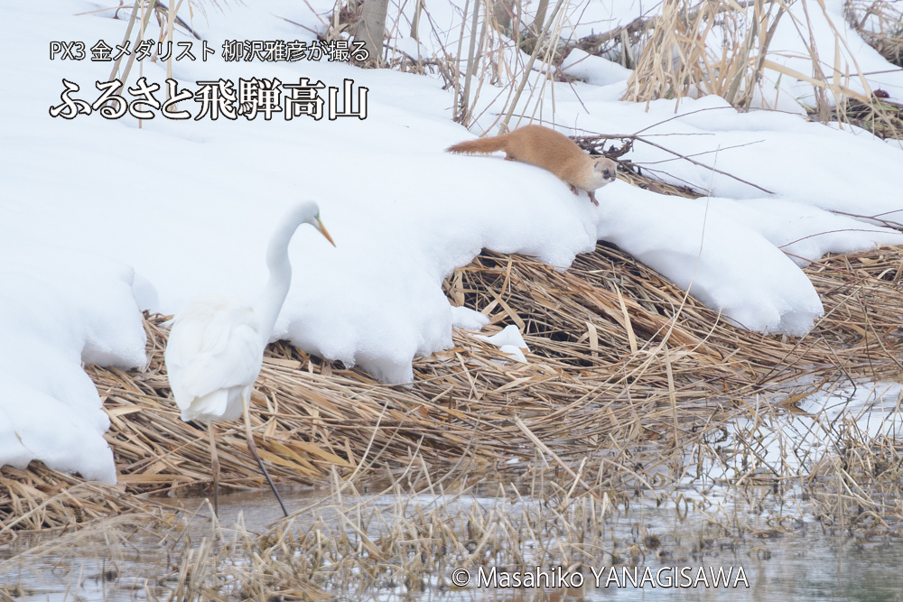 飛騨高山に棲むイタチとダイサギの写真です。