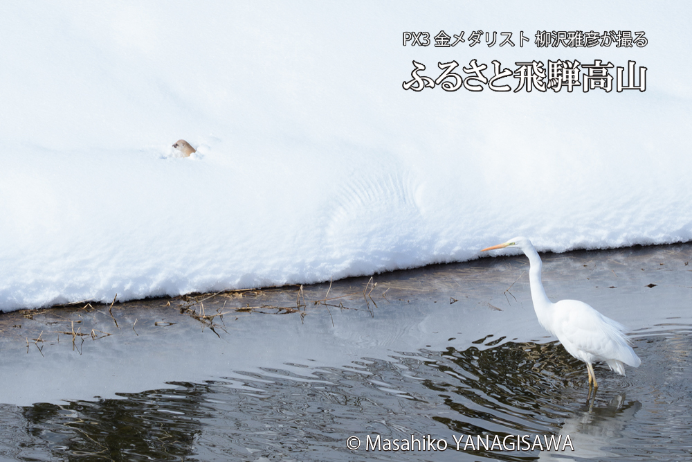 飛騨高山に棲むイタチとダイサギの写真です。