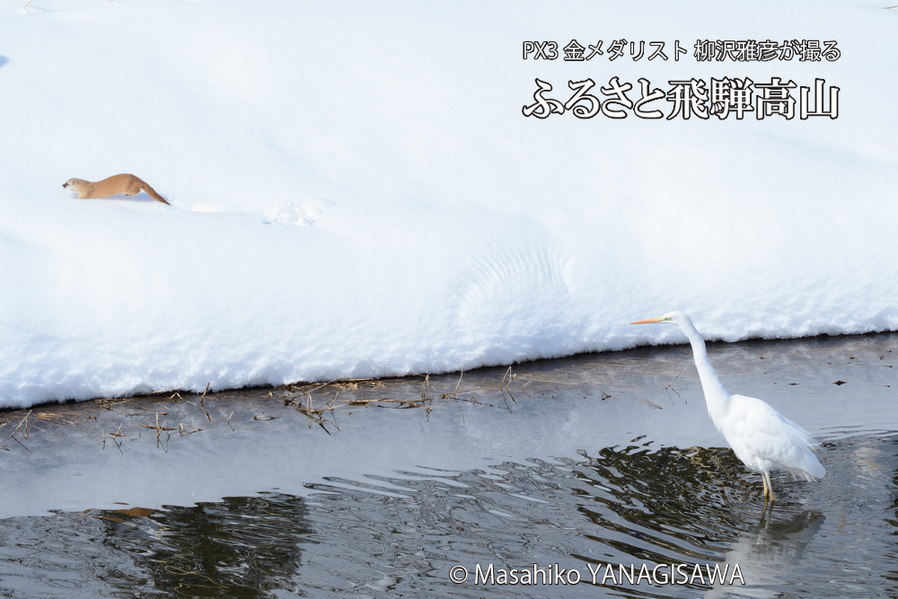 飛騨高山に棲むイタチとダイサギの写真です。