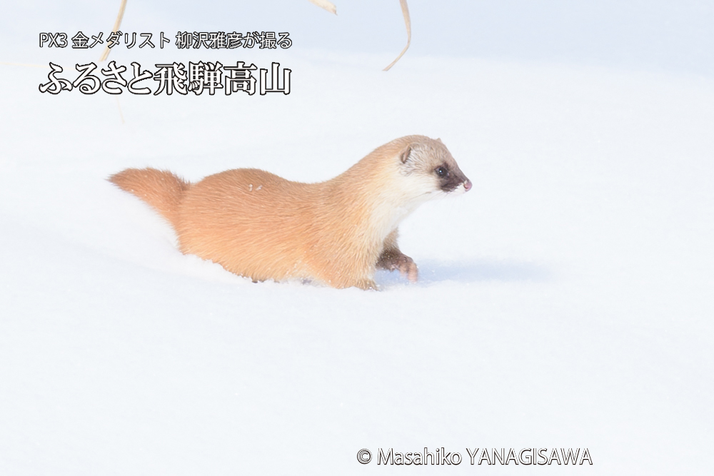 飛騨高山の雪原を跳ねるイタチの写真です。