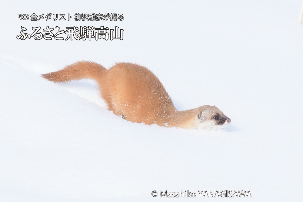飛騨高山の雪原を跳ねるイタチの写真です。