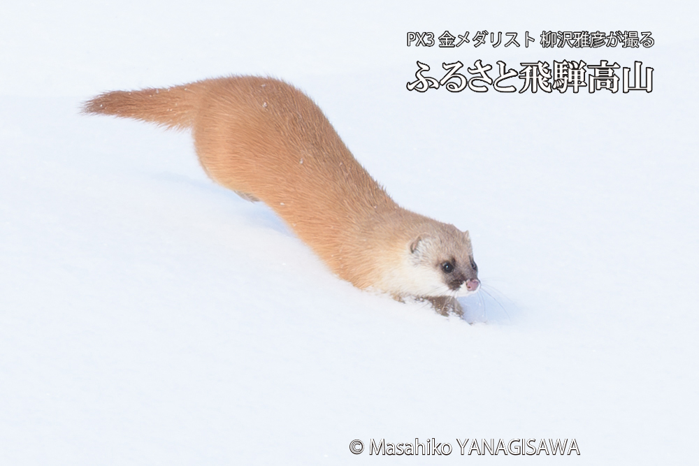 飛騨高山の雪原を跳ねるイタチの写真です。