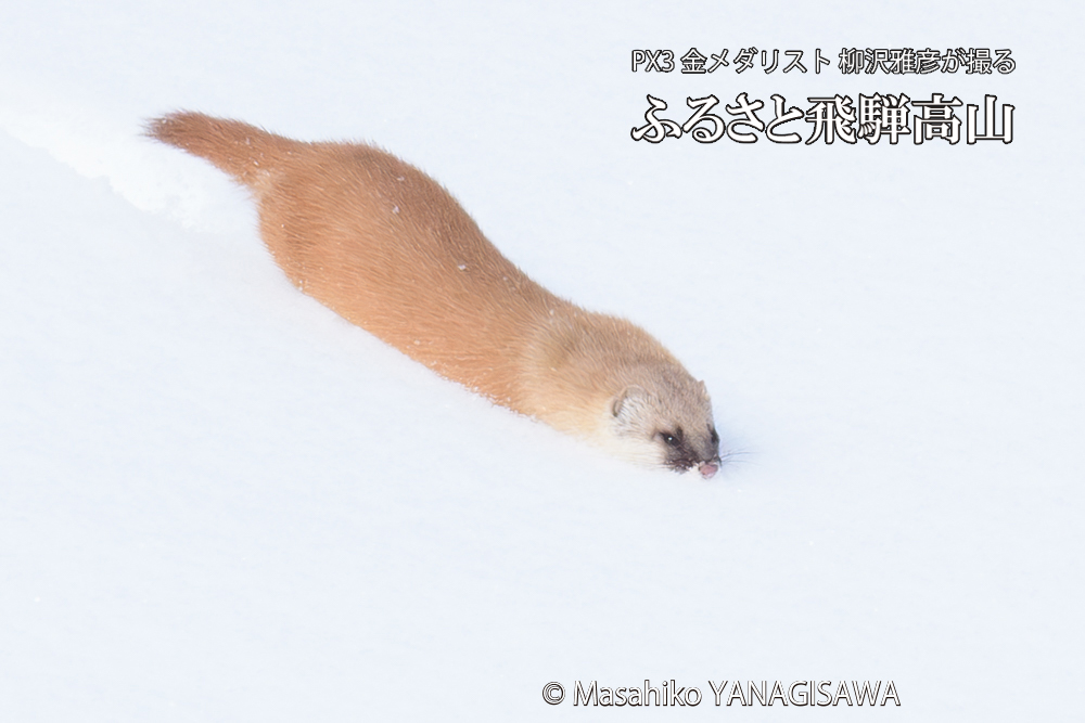 飛騨高山の雪原を跳ねるイタチの写真です。