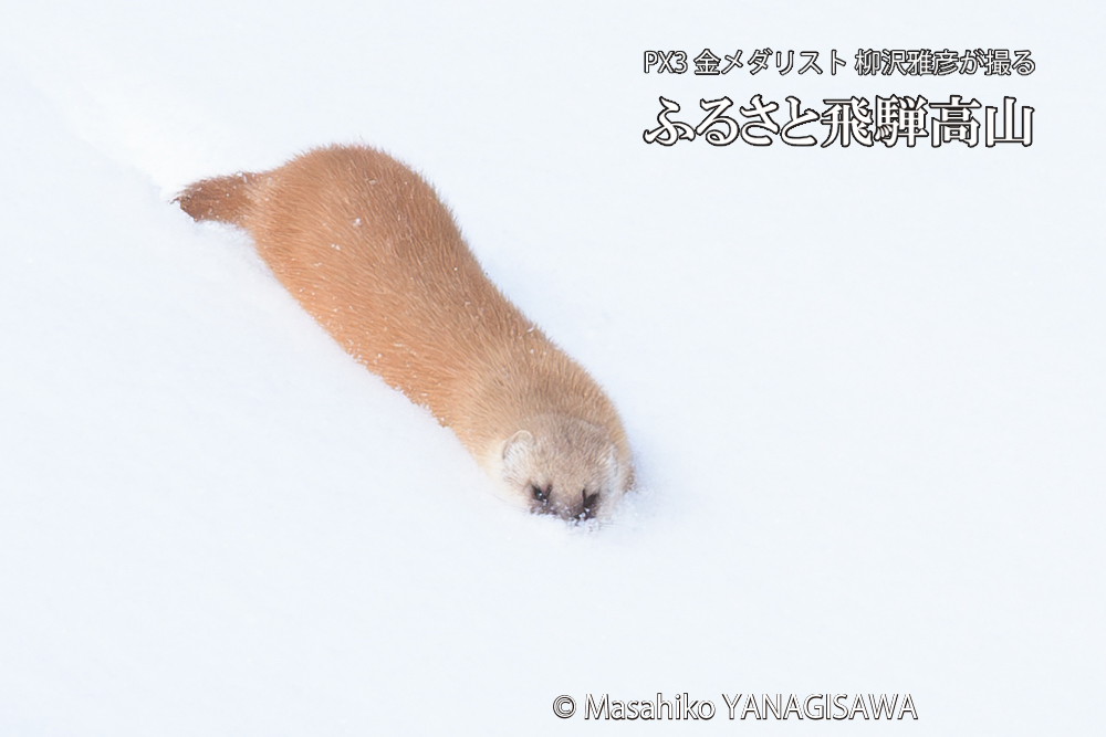 飛騨高山の雪原を跳ねるイタチの写真です。