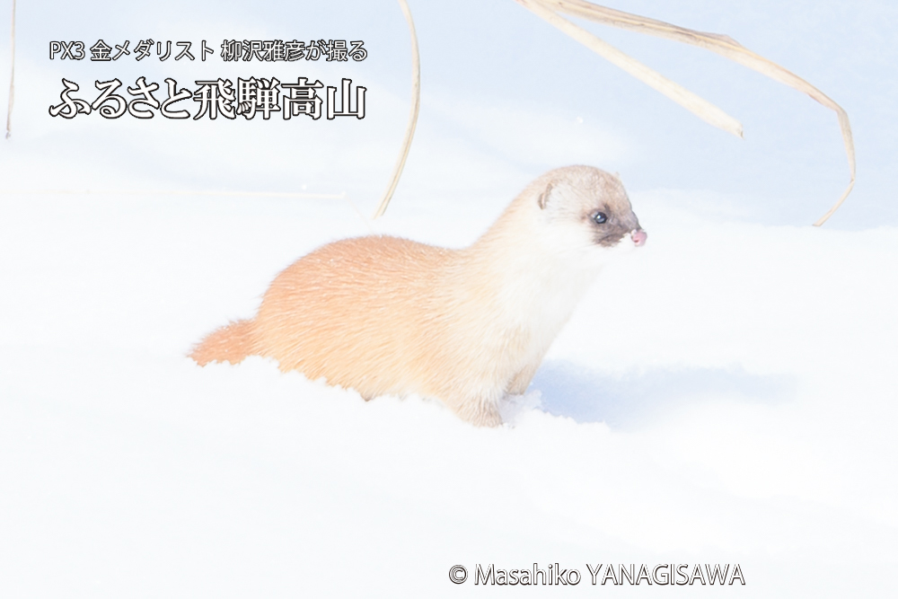 飛騨高山の雪原を跳ねるイタチの写真です。