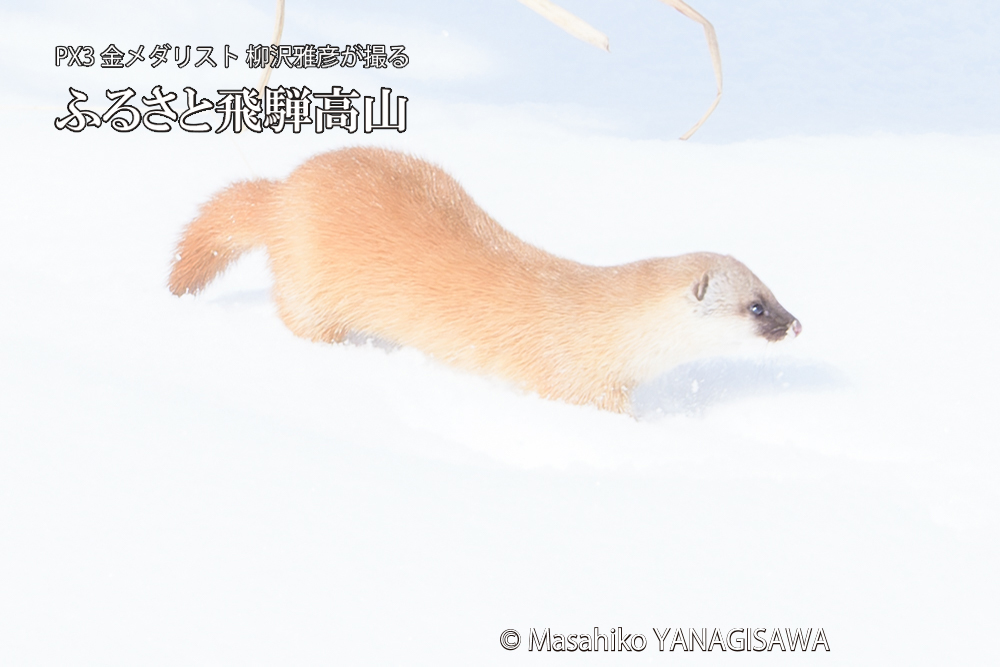 飛騨高山の雪原を跳ねるイタチの写真です。