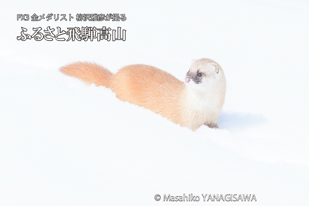 飛騨高山の雪原を跳ねるイタチの写真です。