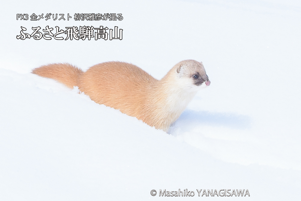 飛騨高山の雪原を跳ねるイタチの写真です。