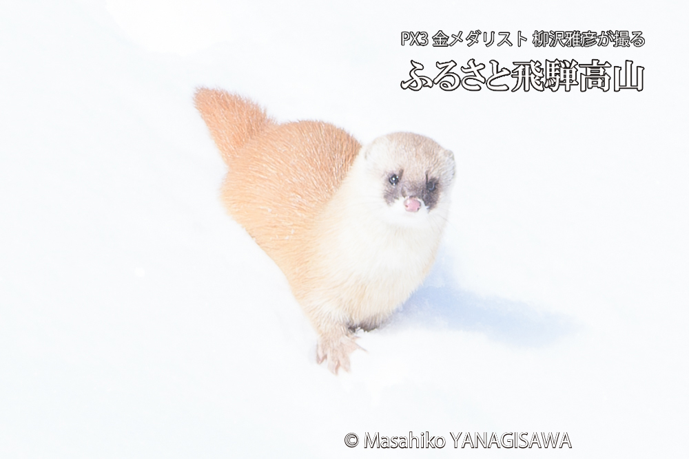 飛騨高山の雪原を跳ねるイタチの写真です。