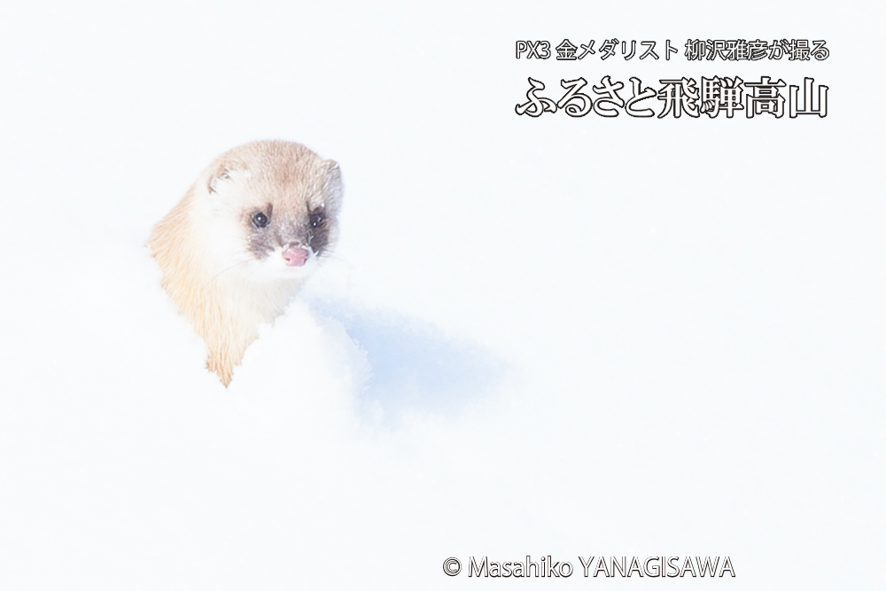 飛騨高山の雪原を跳ねるイタチの写真です。