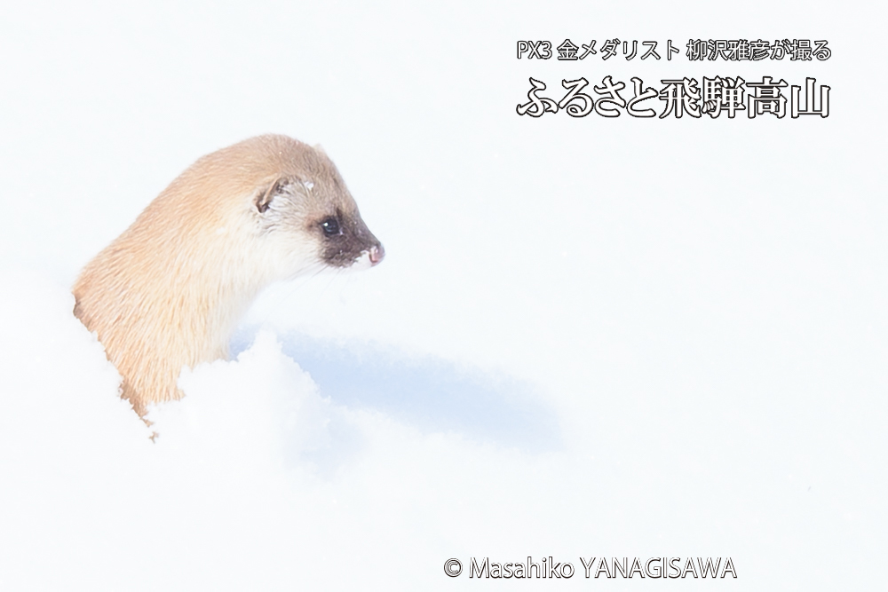 飛騨高山の雪原を跳ねるイタチの写真です。