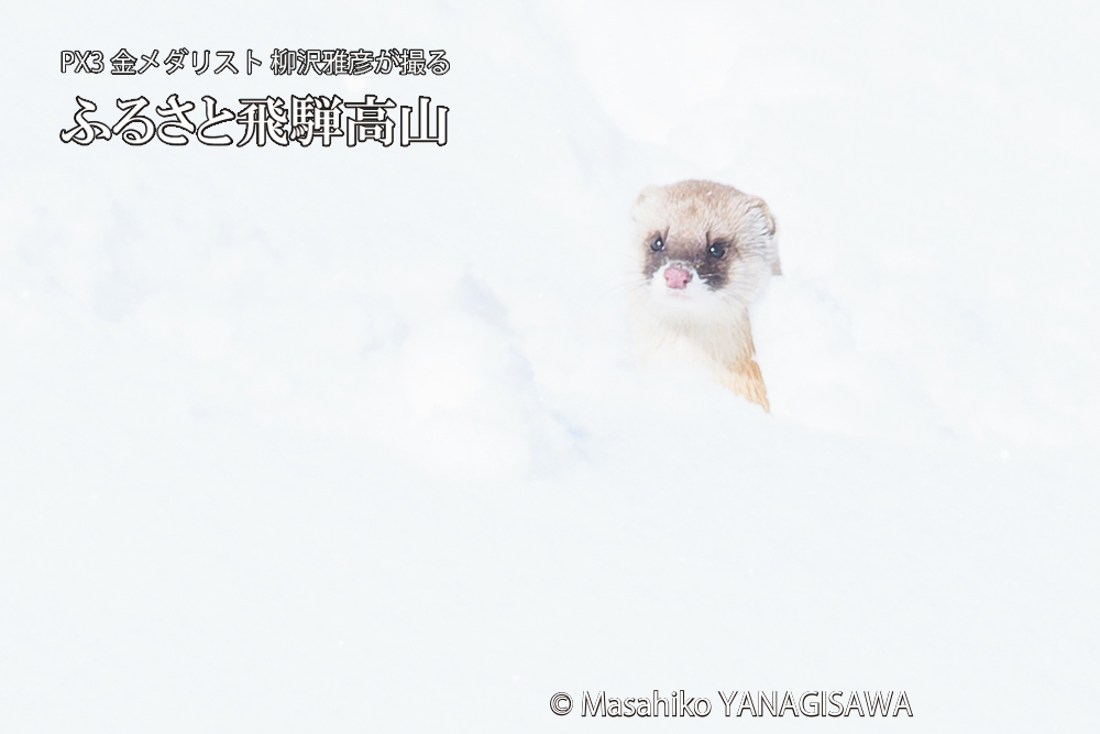 飛騨高山の雪原を跳ねるイタチの写真です。