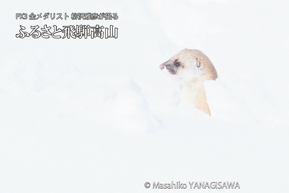 飛騨高山の雪原を跳ねるイタチの写真です。