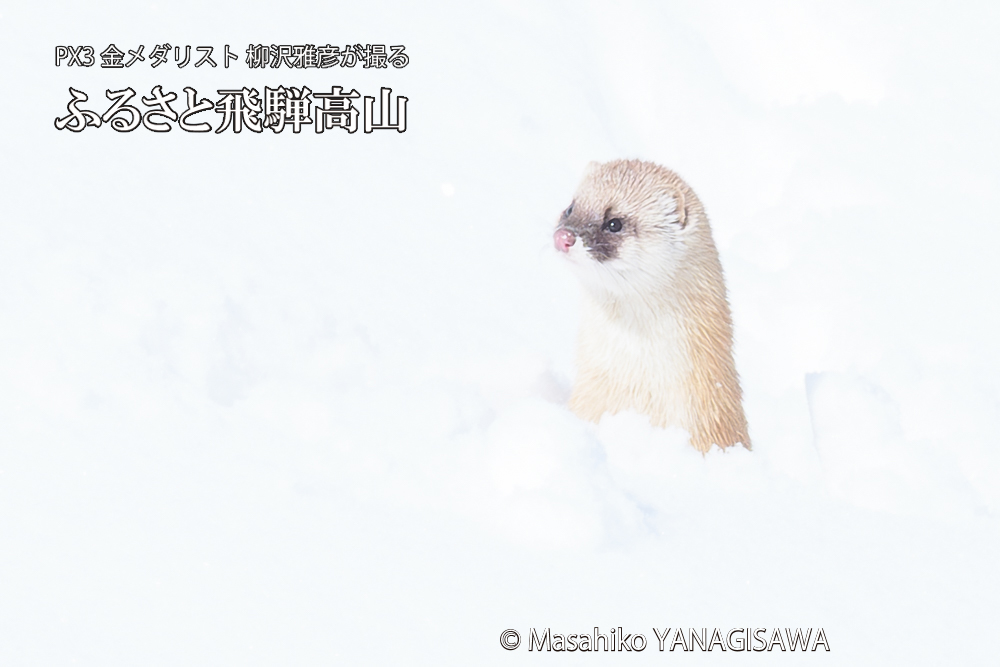 飛騨高山の雪原を跳ねるイタチの写真です。