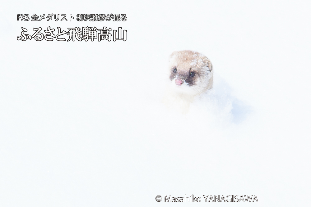 飛騨高山の雪原を跳ねるイタチの写真です。