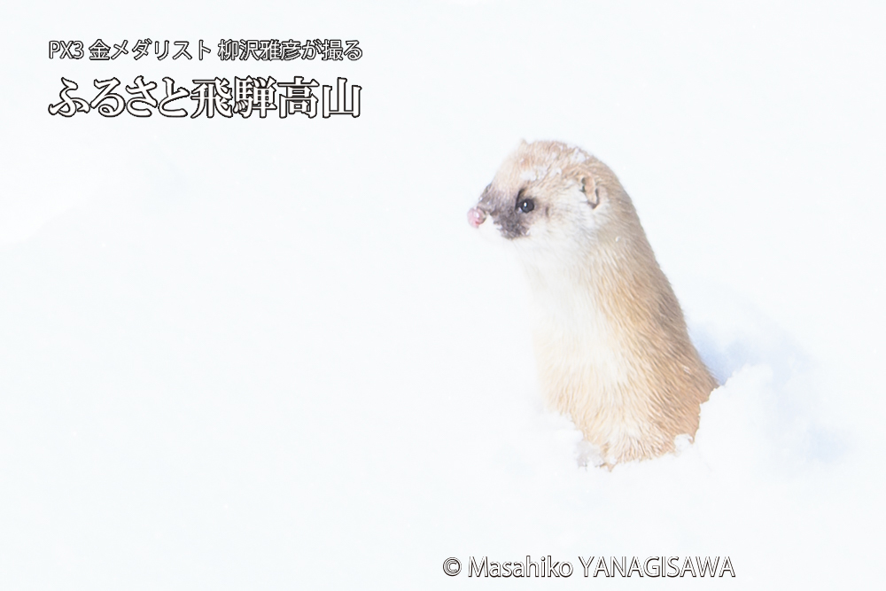 飛騨高山の雪原を跳ねるイタチの写真です。