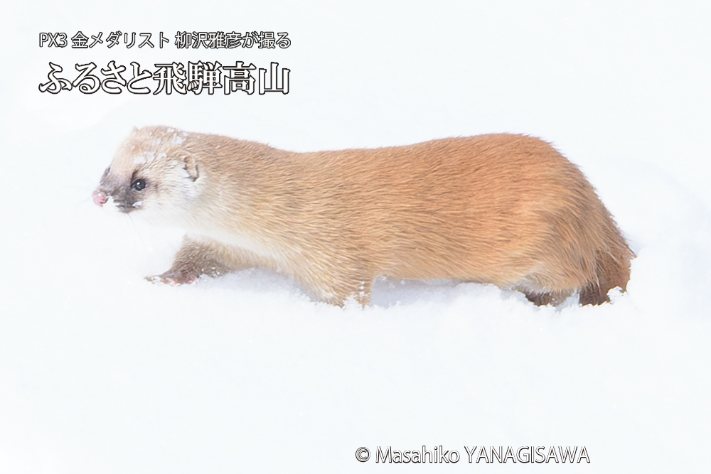 飛騨高山の雪原を跳ねるイタチの写真です。