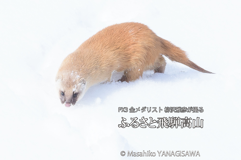 飛騨高山の雪原を跳ねるイタチの写真です。