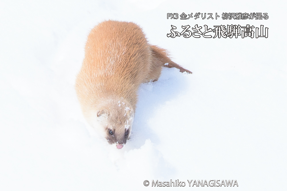 飛騨高山の雪原を跳ねるイタチの写真です。