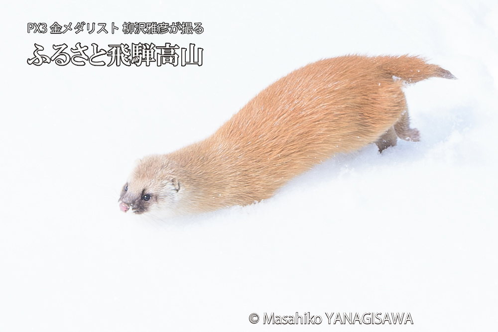 飛騨高山の雪原を跳ねるイタチの写真です。