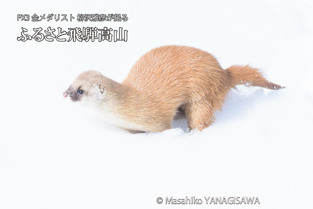 飛騨高山の雪原を跳ねるイタチの写真です。