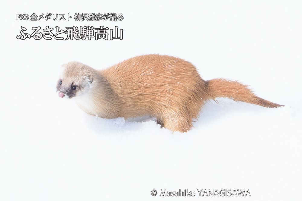 飛騨高山の雪原を跳ねるイタチの写真です。