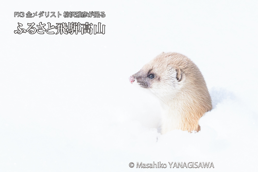 飛騨高山の雪原を跳ねるイタチの写真です。