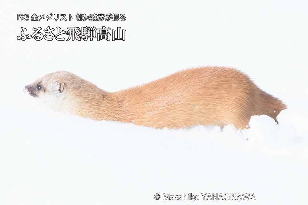 飛騨高山の雪原を跳ねるイタチの写真です。
