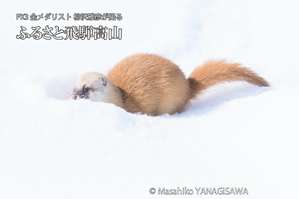 飛騨高山の雪原を跳ねるイタチの写真です。