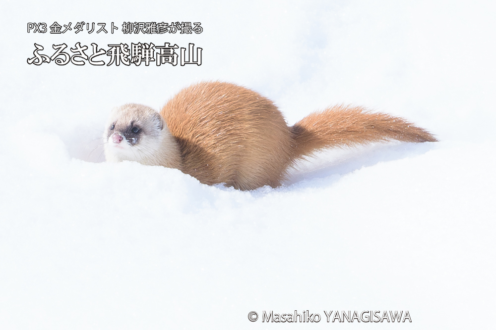飛騨高山の雪原を跳ねるイタチの写真です。