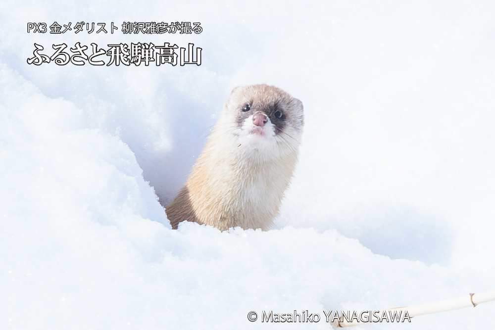 飛騨高山の雪原を跳ねるイタチの写真です。