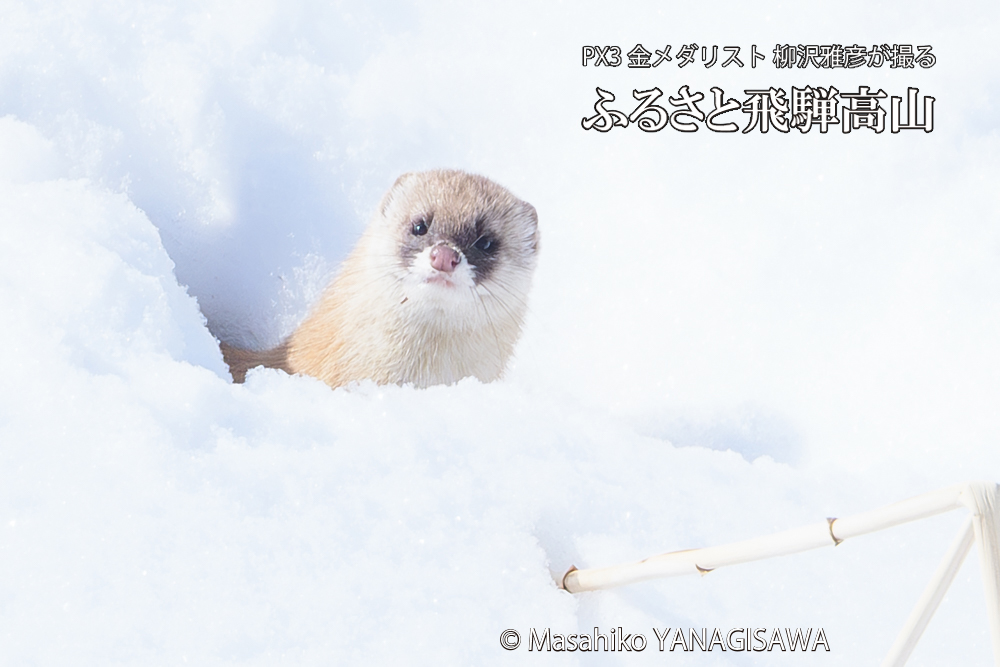 飛騨高山の雪原を跳ねるイタチの写真です。