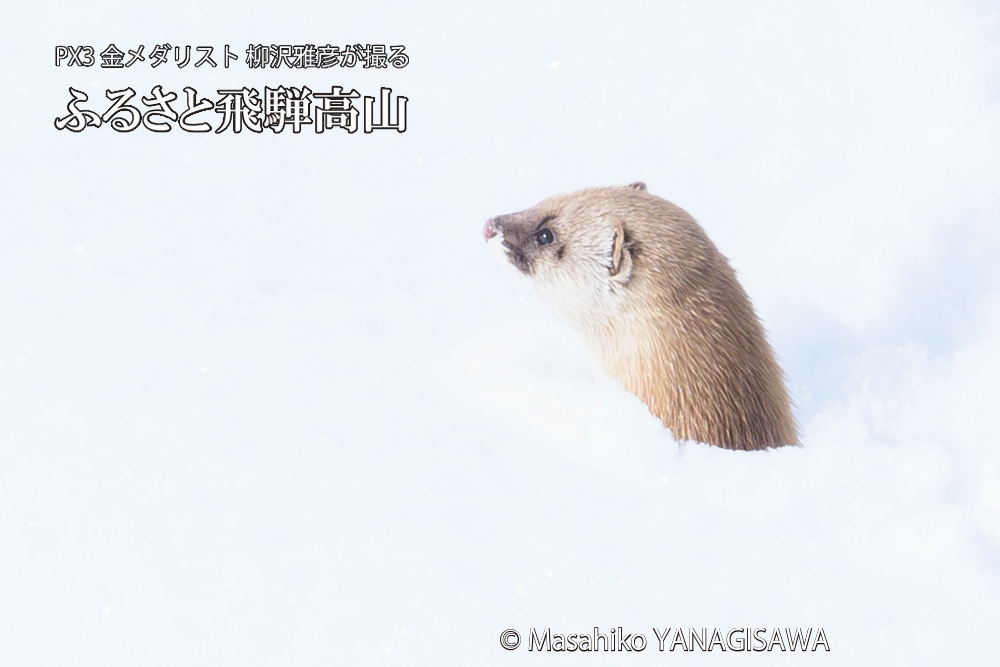 飛騨高山の雪原を跳ねるイタチの写真です。