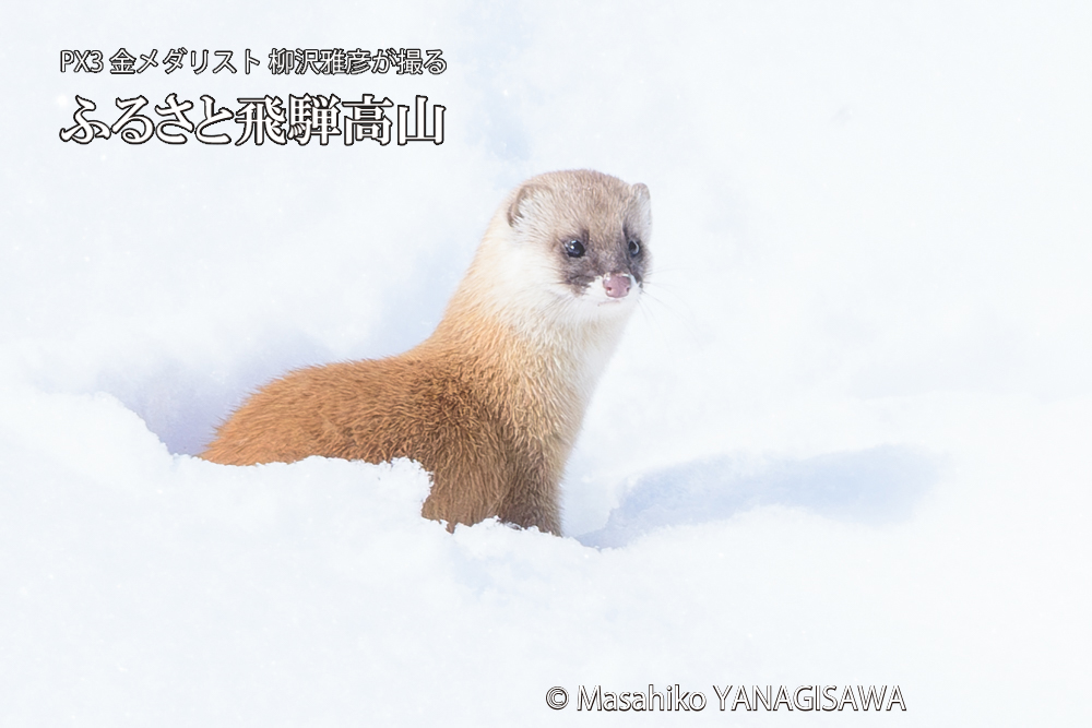 飛騨高山の雪原を跳ねるイタチの写真です。