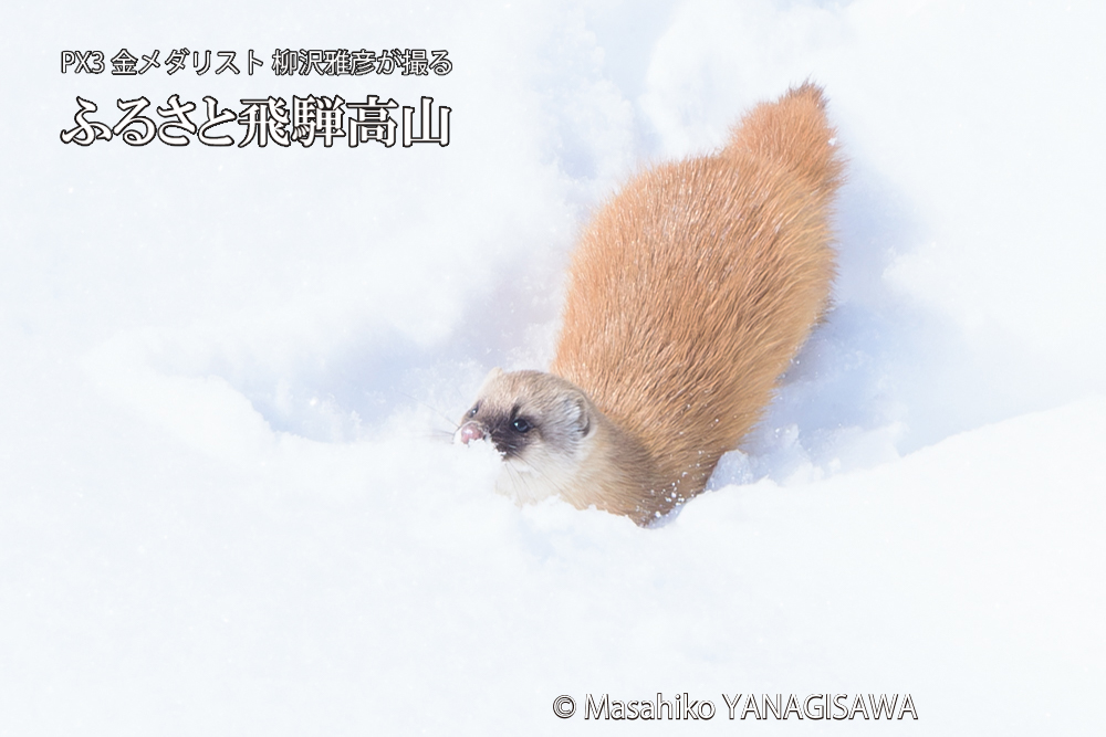 飛騨高山の雪原を跳ねるイタチの写真です。