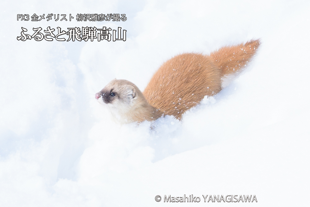 飛騨高山の雪原を跳ねるイタチの写真です。