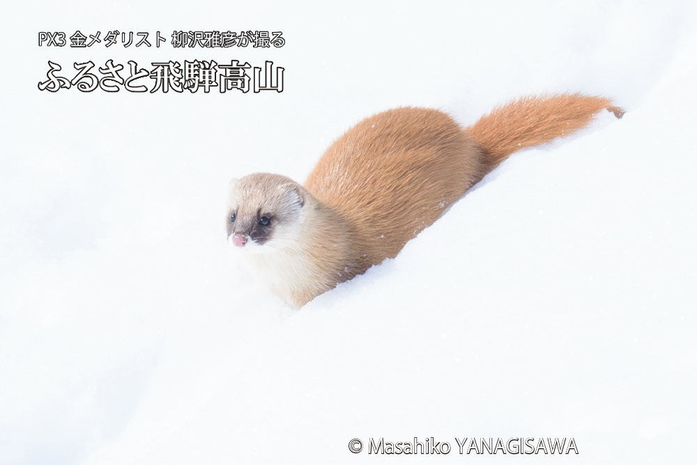 飛騨高山の雪原を跳ねるイタチの写真です。