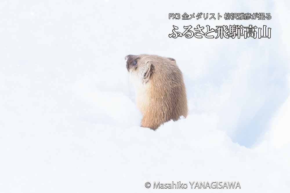 飛騨高山の雪原を跳ねるイタチの写真です。