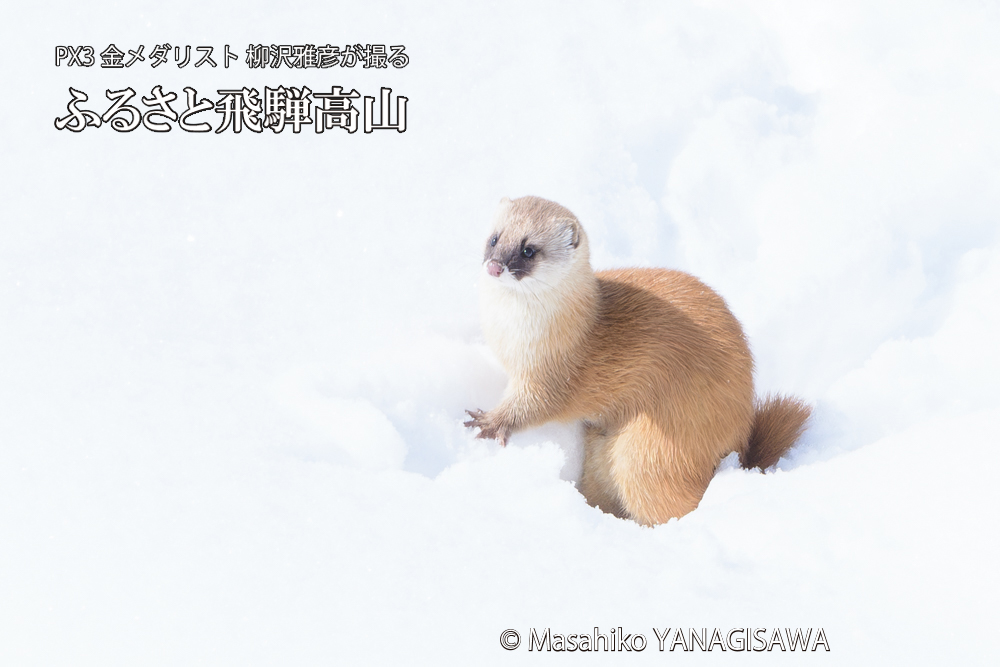 飛騨高山の雪原を跳ねるイタチの写真です。