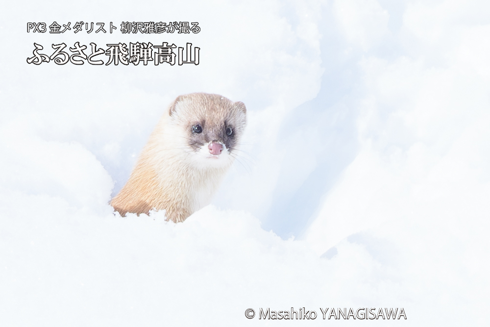 飛騨高山の雪原を跳ねるイタチの写真です。