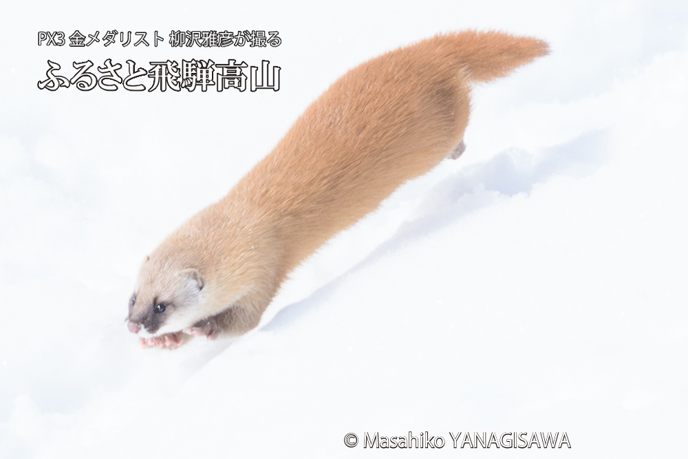 飛騨高山の雪原を跳ねるイタチの写真です。
