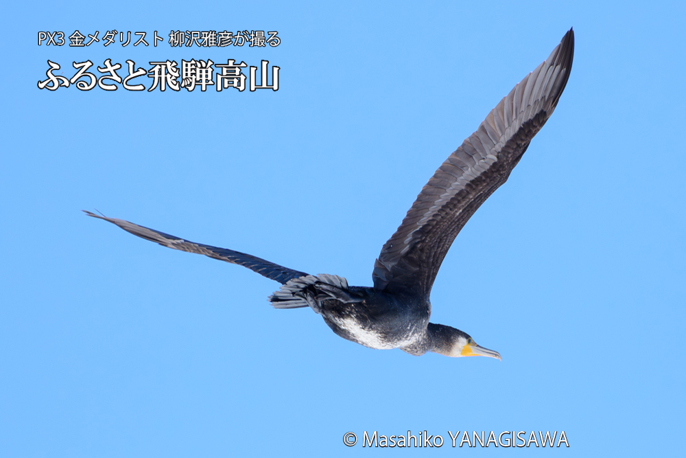 飛騨高山に棲むカワウの写真です。