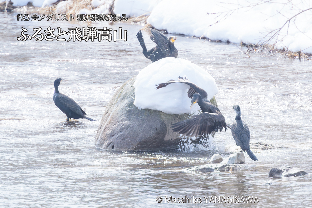 飛騨高山に棲むカワウの写真です。